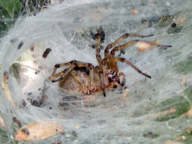 Agelena labyrinthica - Monte Conero (AN)